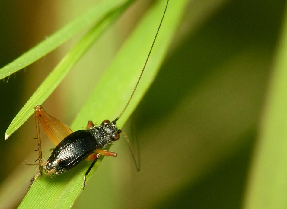 古诗文|【诗词鉴赏】古诗文中的蟋蟀，听！是蟋蟀在鸣叫！