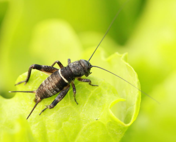 古诗文|【诗词鉴赏】古诗文中的蟋蟀，听！是蟋蟀在鸣叫！