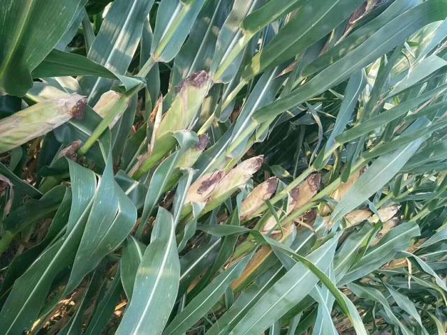 夏玉米|玉米割苗到底能不能增产？河南农大研究结果：不适合河南夏玉米