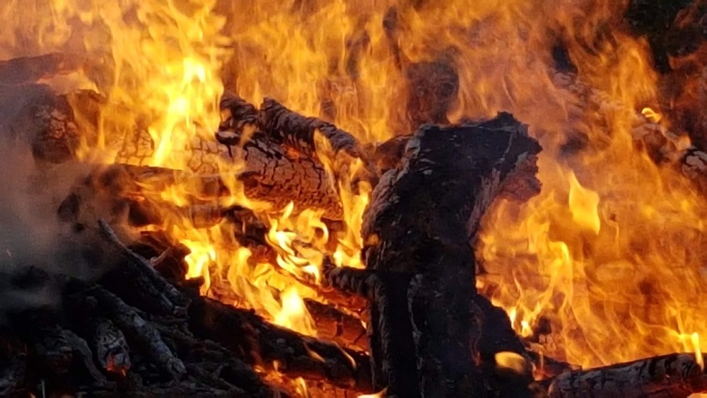 树袋熊|澳大利亚山火之后，考拉的现状如何，会不会濒临灭绝？