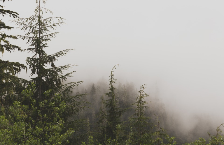 北魏·陆凯|史上最美的8首短诗，首首经典，谁读了都会心醉！