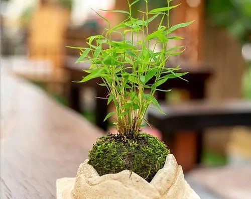 不用花盆就能种满阳台 苔藓绑成土坨子 植物又美又旺 苔玉球 花盆 苔藓 阳台