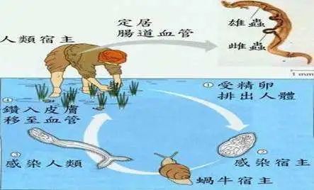微生物|为什么人类要过滤水，动物却可以直接喝生水？