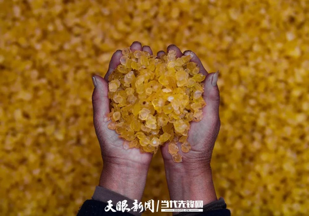 解冻剥好的皂角米