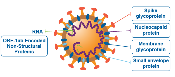 新冠病毒|诺奖免疫学专家：对付新冠病毒，先勾引它，再困住它