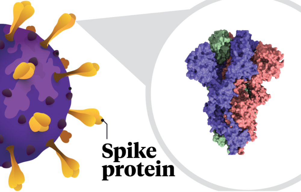 新冠病毒|诺奖免疫学专家：对付新冠病毒，先勾引它，再困住它