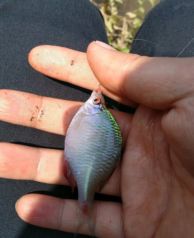 这种鱼家乡话叫做四方皮圆圆扁扁像是缩小版的鳊鱼