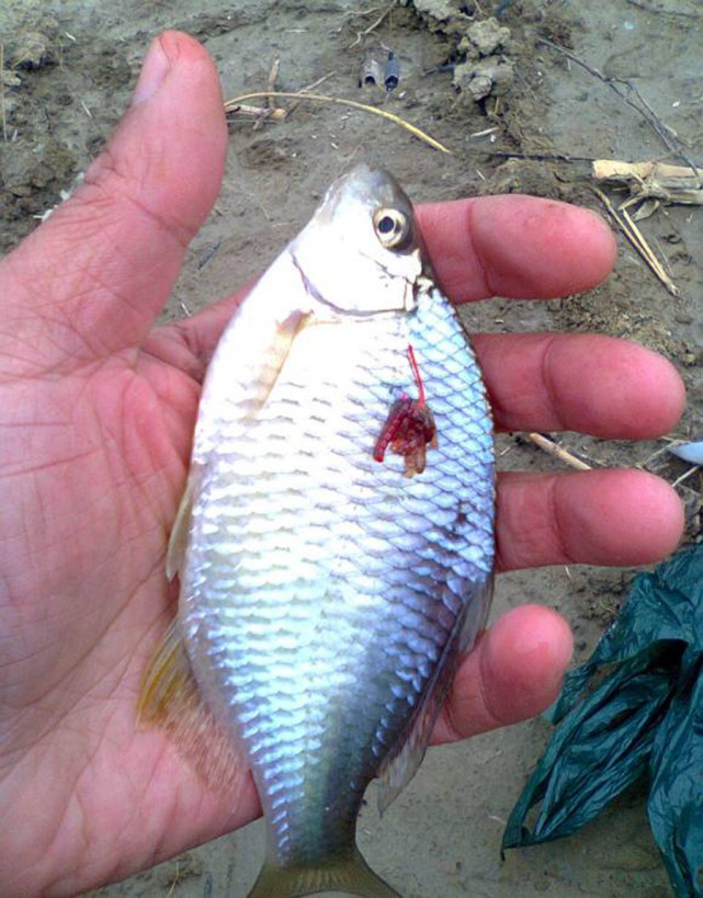 这种鱼家乡话叫做"四方皮"圆圆扁扁,像是缩小版的鳊鱼