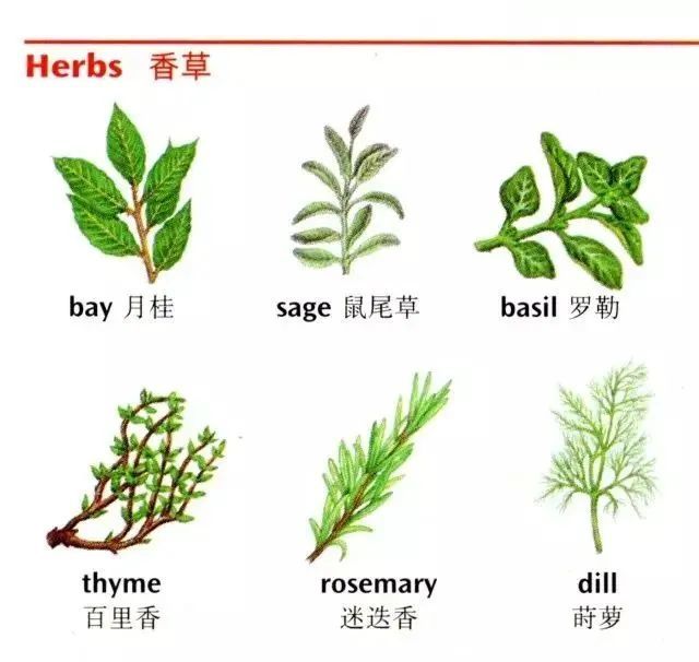 美 [04be01zl]thyme百里香  美 [04be01zl]rosemary迷迭香
