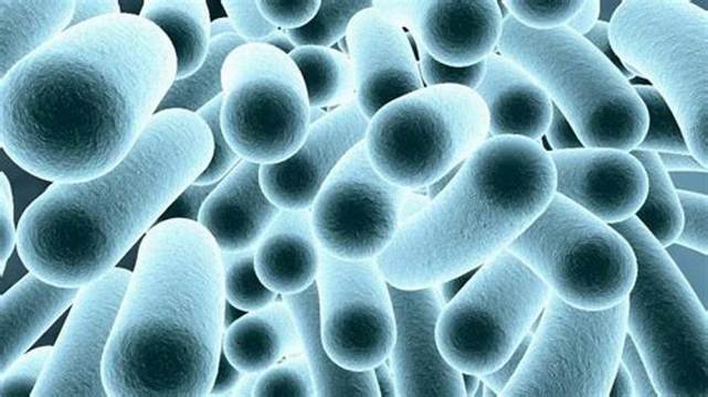 美国又发现的军团菌是新细菌已发现44年可致命并非无药可治