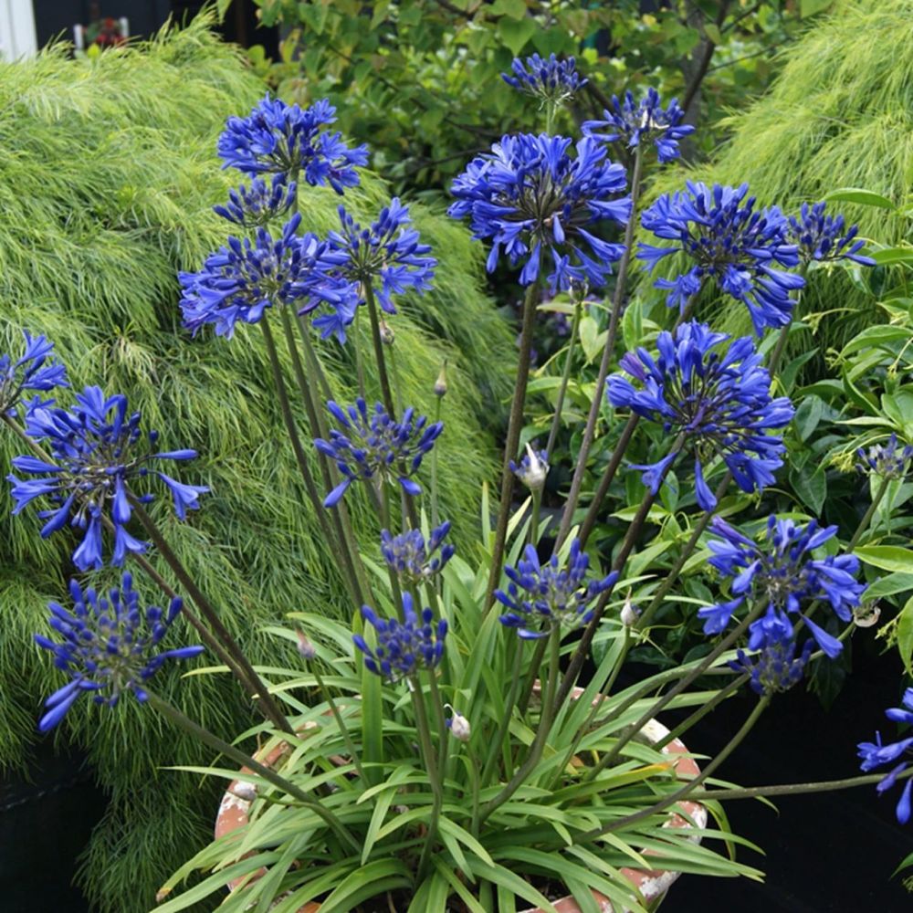 夏天买盆耐热耐晒的百子莲 可买裸根栽种 用小花盆养容易开花 腾讯新闻