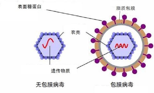 新冠病毒|俄罗斯科学家发现新冠病毒新弱点，室温水能杀死新冠病毒？
