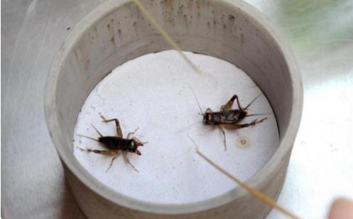 毒害孩子的到底是什么?