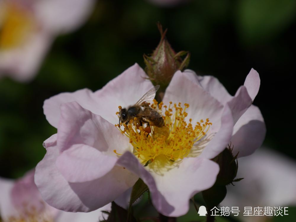 8月12日 16日星座运势 巨蟹保持冷静 狮子柳暗花明 摩羯脚踏实地 腾讯新闻