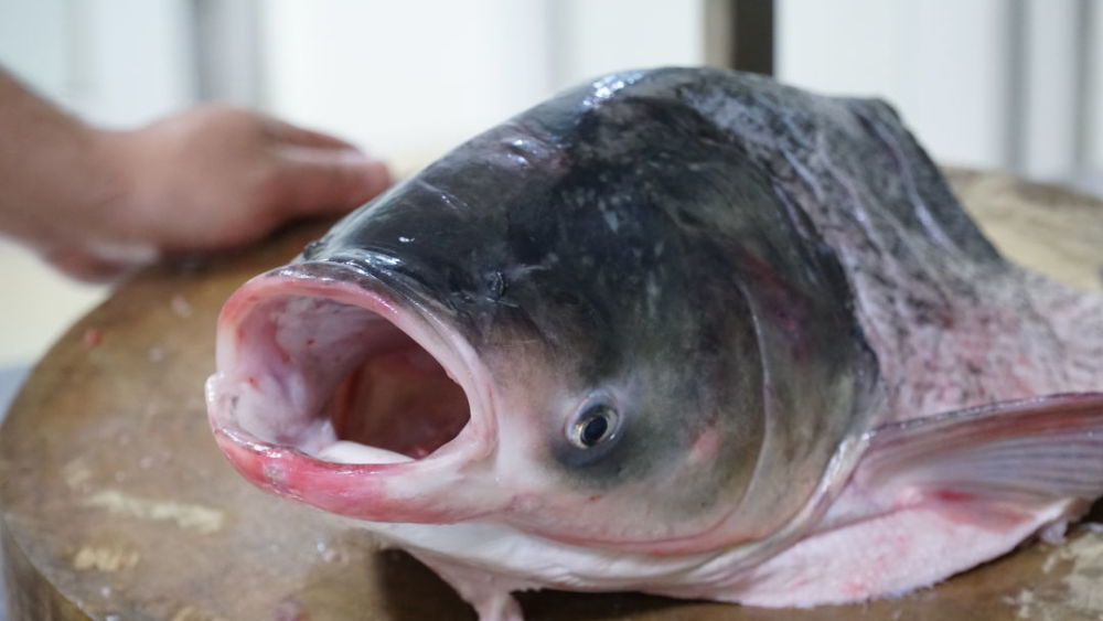 沙湖大鱼头:玉箸搛来芦苇香,游弋半生到此湖