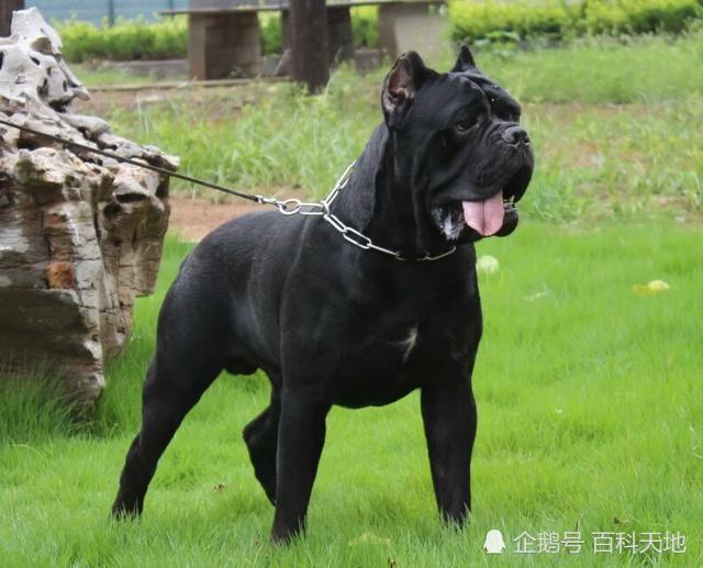 卡斯罗犬 罗威纳犬 作为经典优秀的护卫犬 在它们之间如何选择 腾讯新闻