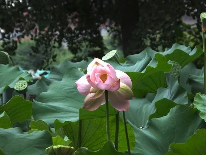 并蒂莲|惊喜！并蒂莲现身西安！概率只有十万分之一，非常罕见！