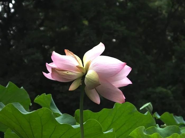 并蒂莲|惊喜！并蒂莲现身西安！概率只有十万分之一，非常罕见！