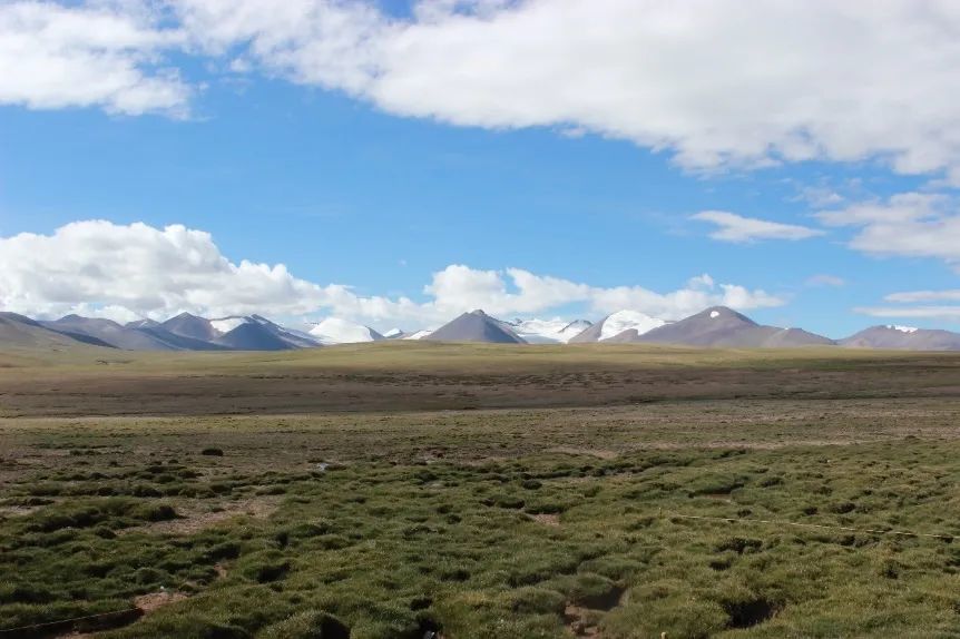 遍布高寒冻土的"世界屋脊",为何能生长类型多样的植被群落?_腾讯新闻