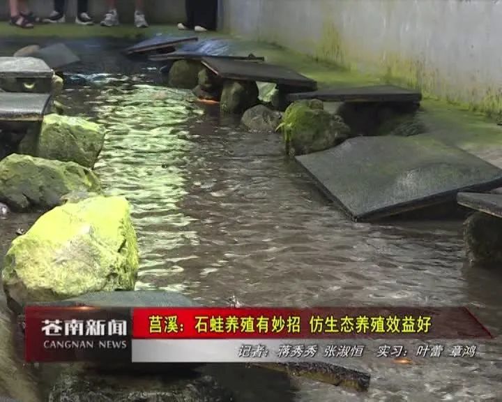 苍南女子养了一种 宝贝 每斤能卖150 180元 腾讯新闻