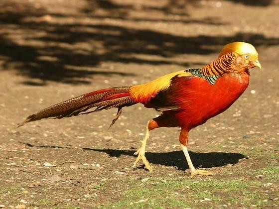 山海经食谱,养了可以防御火灾的鸟,你想养吗?