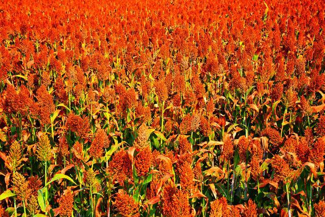 莫言|文学大家莫言，为何作品单单不被学校出版社青睐