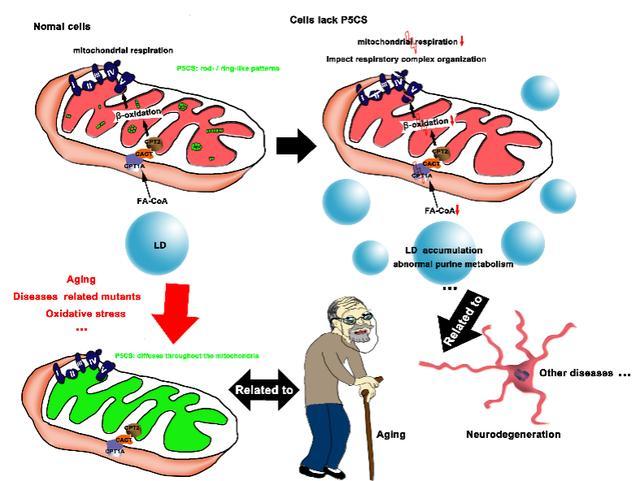 圖1:p5cs缺失影響線粒體呼吸鏈複合體組裝從而導致胞內脂代謝和嘌呤