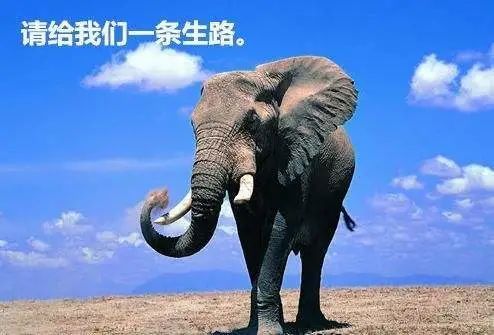 象牙佛|北京一男子给病妻买象牙佛牌获刑