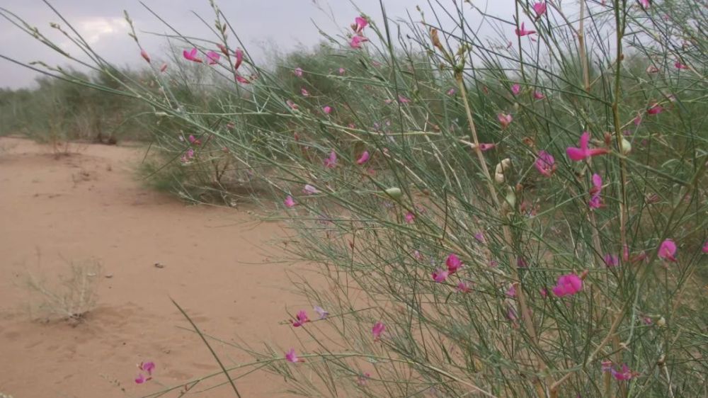 我们所站的位置正是两年前梁存新帮助嘎查贫困户梁存明在沙漠种植的4