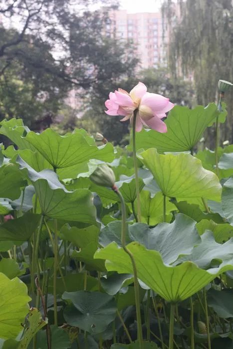 并蒂莲|惊喜！并蒂莲现身西安！概率只有十万分之一，非常罕见！