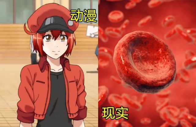 动漫vs现实的"血小板",看到前后对比图,漫迷:萌不起来了!