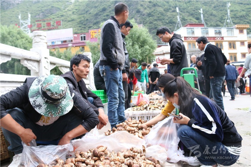 谭记果子土特产店的老板泽仁志玛正在整理刚从雅江批发回来的松茸