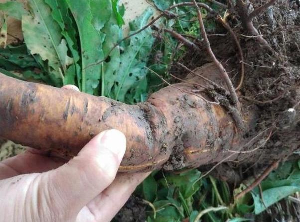 这3款植物被誉为金不换营养价值高味道好