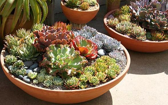 入秋盆栽多肉植物 怎么养出状态 牢记2点 根壮 叶肥美 腾讯新闻