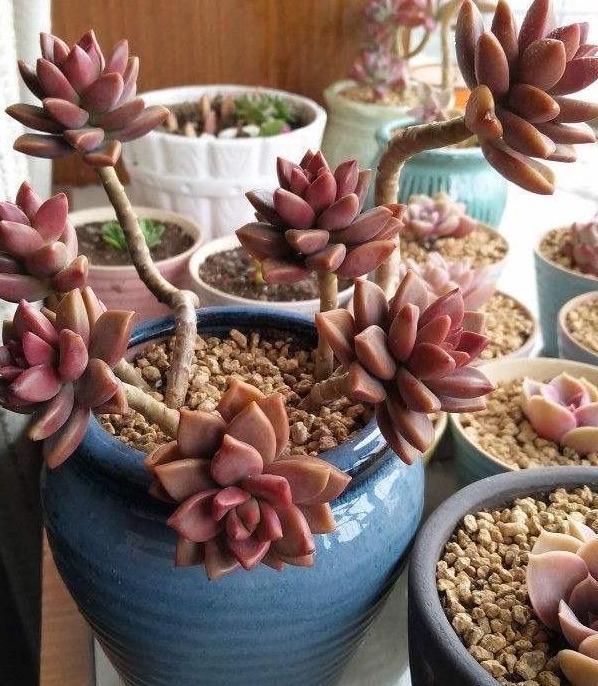 秋季入手盆栽多肉 甭选夏型种 养这5款群生品种 嗖嗖窜爆盆 腾讯网