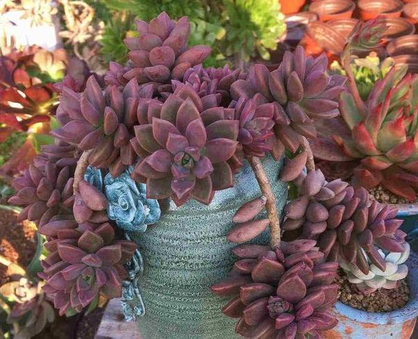 秋季入手盆栽多肉 甭选夏型种 养这5款群生品种 嗖嗖窜爆盆 腾讯新闻