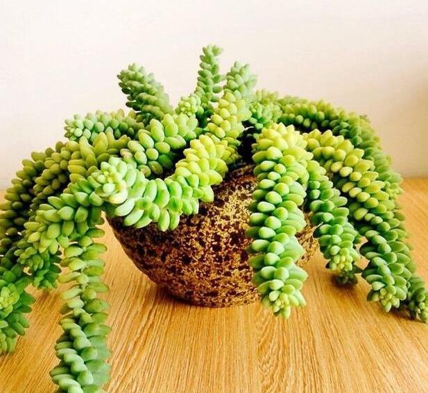 常见的夏种型多肉有哪些