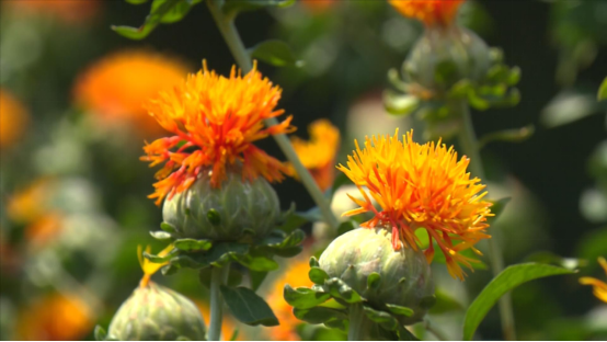 张政愉 四川道地灵草总经理,石钟红花基地负责人