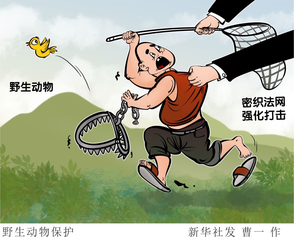 新华社图表,北京,2020年8月12日漫画:野生动物保护8月10日,全国人大
