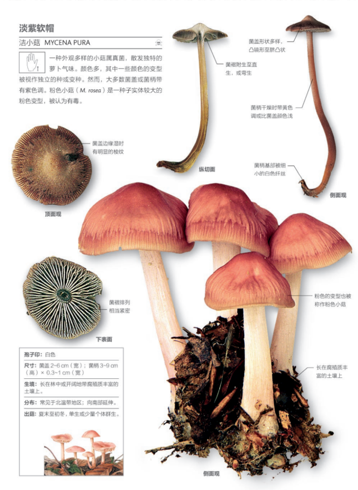 蘑菇|不要把任何一种蘑菇轻易丢进嘴里！