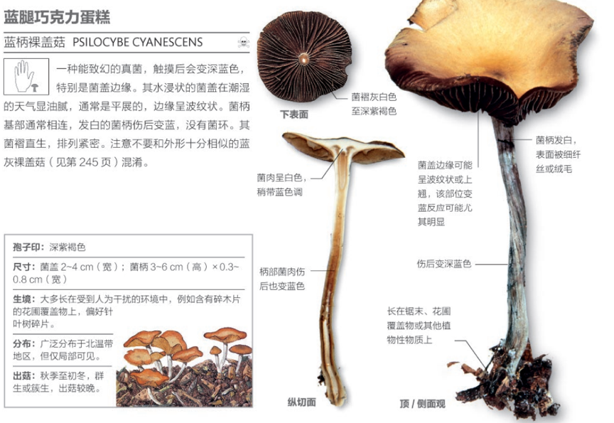 蘑菇|不要把任何一种蘑菇轻易丢进嘴里！