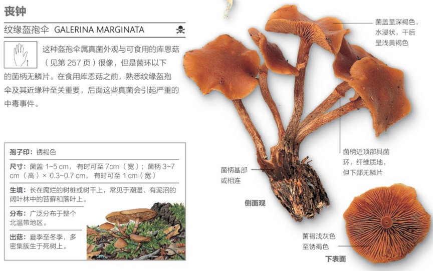 蘑菇|不要把任何一种蘑菇轻易丢进嘴里！