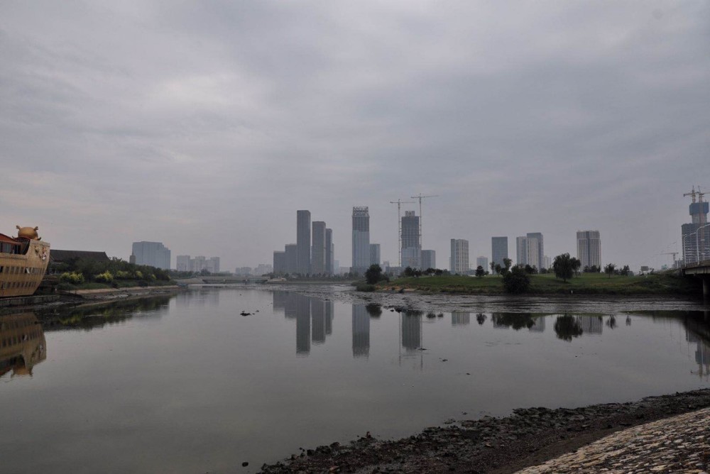 白鹭|北京各河段提前降低水位，滩涂迎来白鹭觅食