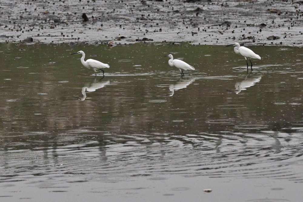 白鹭|北京各河段提前降低水位，滩涂迎来白鹭觅食