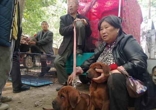 針對農村養狗方式的轉變,同時促進了狗的交易,如果沒有專門的規定進行