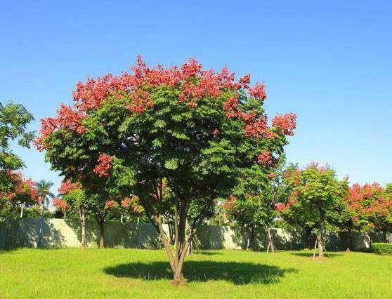 既能赏花又能观叶,这11种彩叶开花乔木市场反响不错