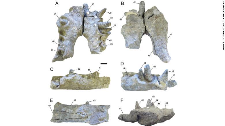 brochu通过研究恐鳄的头骨化石和咬痕化石,大致还原了一幅恐鳄的图像