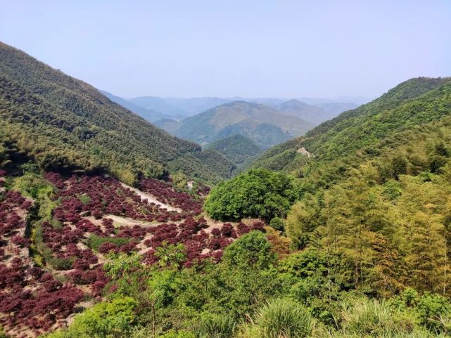 寧波|四明山|梁弄鎮|鹿亭鄉|大雷村