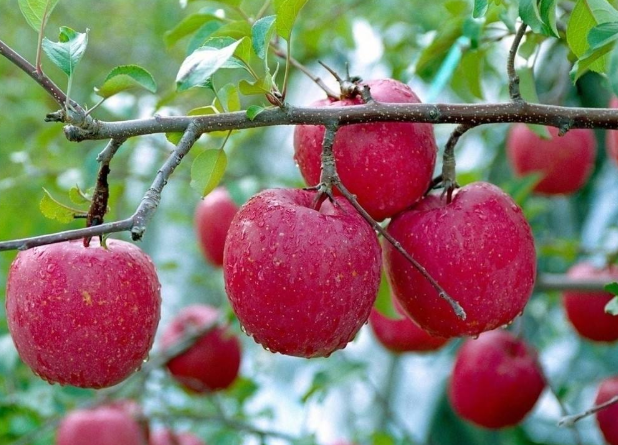 古时候的苹果不叫苹果 而是一个很写意的名字 日语现在依旧保留 写意 林檎 日本 日语