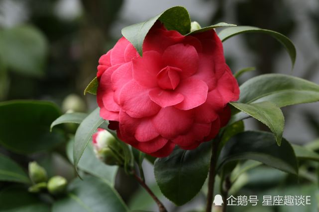 8月13日 15日星座运势 双子坚持到底 天蝎人缘不错 射手小心谨慎 星座运势 双子座 射手座 天蝎座 摩羯座